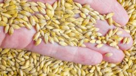 Пошлина на экспорт ячменя из РФ выросла почти вдвое